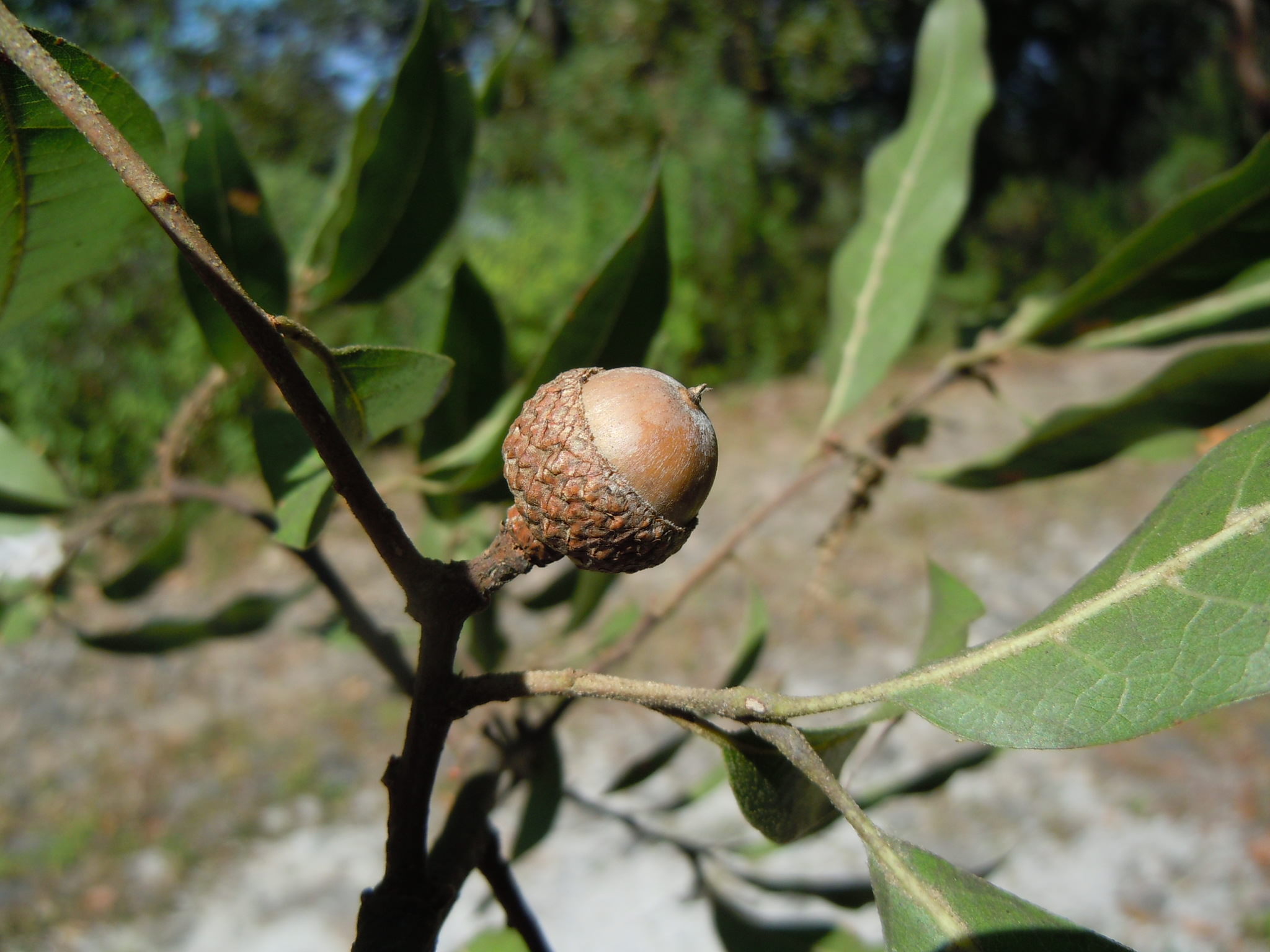 Quercus laurina